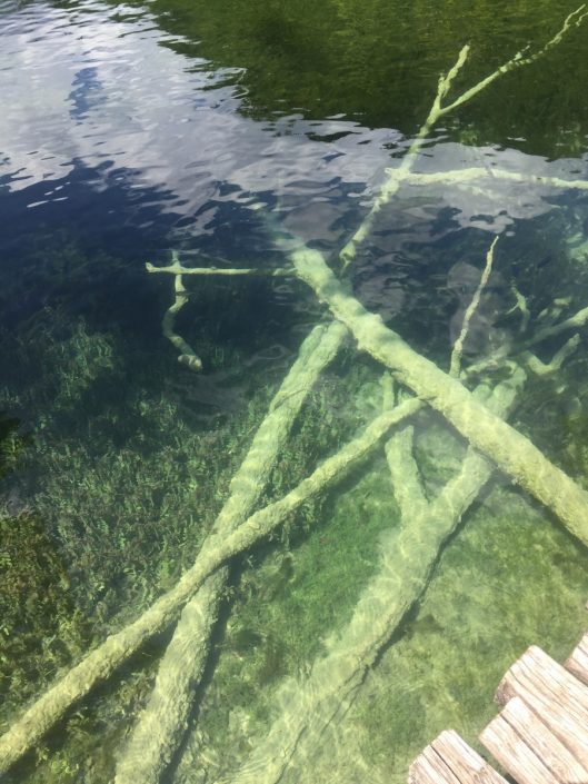 Bencúrová Alica - Strom v jazere