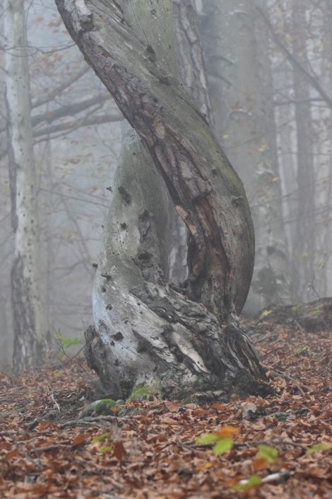 Ošťadnický Anton - Milenci v rannej hmle