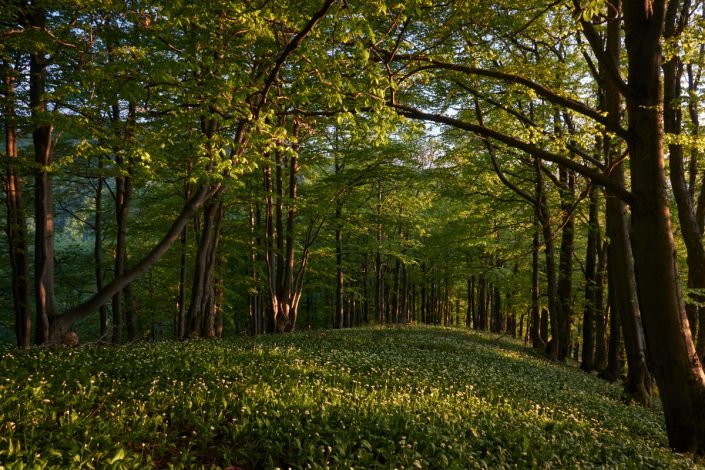 Halaša Ján - Jarný bukový les pod Borišovom
