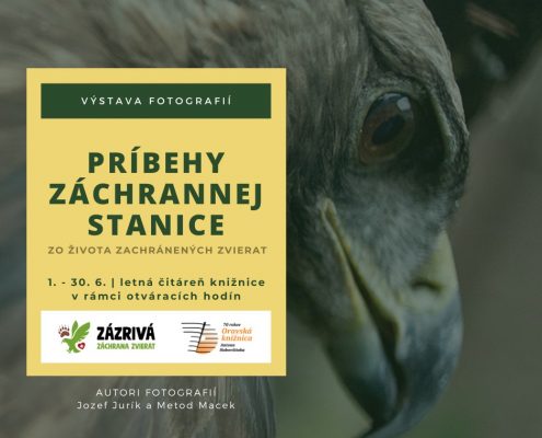 Výstava: Príbehy Záchrannej stanice