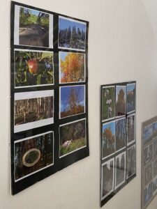 Výstava: Stromy a my